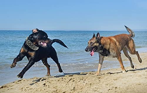 Bonawen Bőr Nyakörv Kivert Nyakörv Tüskékkel Nagy Közepes testű Kutyáknak,2 Szélesség(Fekete,M)