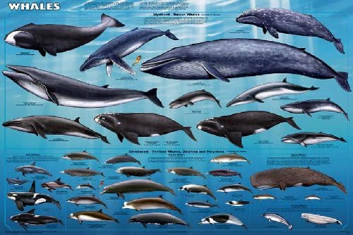 Laminált Bálnák Oktatási Diagram Emlősök Óceán Osztályteremben Poszter Nyomtatása 24x36